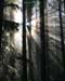 Behind The Trees