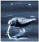 Blue Bird
