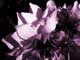 Purple Dahlia
