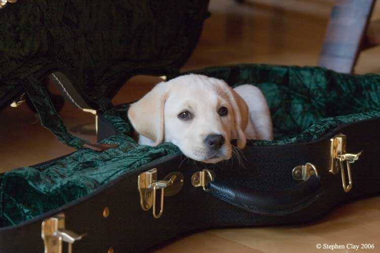 Puppy Bou in a guitar case